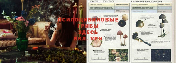 сатива Алзамай